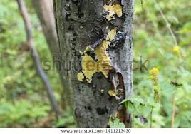 Attēlu rezultāti vaicājumam “Ceriporia”