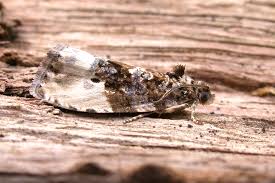 Attēlu rezultāti vaicājumam “Hedya nubiferana”