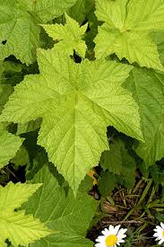 Attēlu rezultāti vaicājumam “Rubus parviflorus leaf”