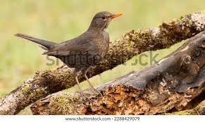 Attēlu rezultāti vaicājumam “Turdus merula female”