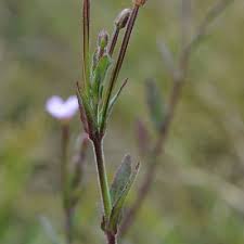 Attēlu rezultāti vaicājumam “Epilobium parviflorum”