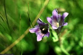 Image result for Campanula affinis