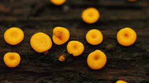 Attēlu rezultāti vaicājumam “Ophiotheca sp.”