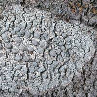 Attēlu rezultāti vaicājumam “Lecanora carpinea”
