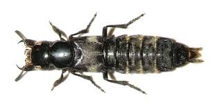 Billedresultat for rovbille