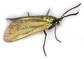 Attēlu rezultāti vaicājumam “Adscita statices”