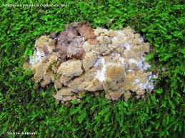 Attēlu rezultāti vaicājumam “Schizopora paradoxa”