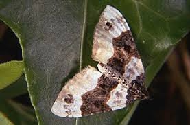 Attēlu rezultāti vaicājumam “Cosmorhoe ocellata”