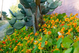 Image result for Tropaeolum majus