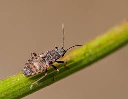 Attēlu rezultāti vaicājumam “Nithecus jacobaeae”