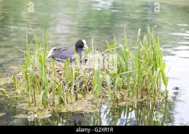 Attēlu rezultāti vaicājumam “Fulica atra eggs”