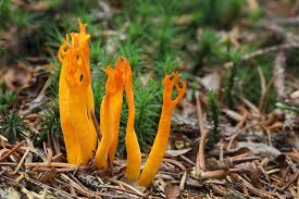 Attēlu rezultāti vaicājumam “Calocera viscosa”