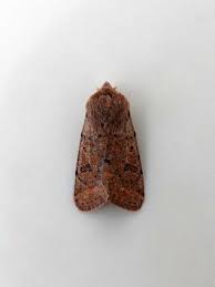 Attēlu rezultāti vaicājumam “Orthosia cruda”