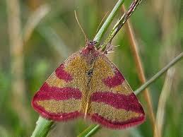 Attēlu rezultāti vaicājumam “Lythria cruentaria”