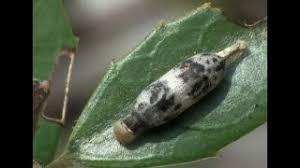Attēlu rezultāti vaicājumam “Ichneumonidae cocoon”