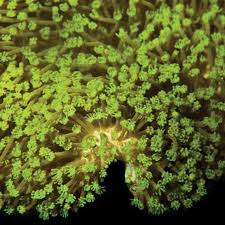 Attēlu rezultāti vaicājumam “Sarcoporia polyspora”