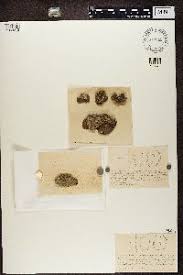 Attēlu rezultāti vaicājumam “Lecanactis abietina”