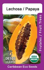 Image result for Carica papaya