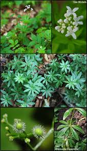 Attēlu rezultāti vaicājumam “Galium odoratum flower”