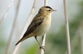 Attēlu rezultāti vaicājumam “Acrocephalus schoenobaenus adult”