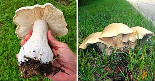 Image result for macrocybe titans