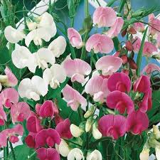 Attēlu rezultāti vaicājumam “Lathyrus latifolius”