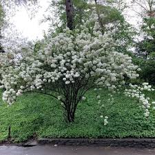 Attēlu rezultāti vaicājumam “Viburnum opulus flower”
