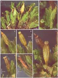 Attēlu rezultāti vaicājumam “Orthotrichum diaphanum sporophyte”
