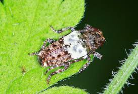 Attēlu rezultāti vaicājumam “Pogonocherus hispidulus”
