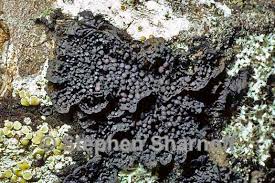 Attēlu rezultāti vaicājumam “Collema”