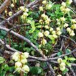 Attēlu rezultāti vaicājumam “Pyrola media”