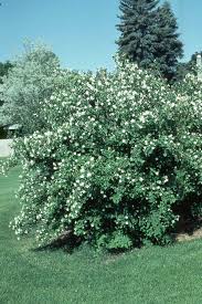 Attēlu rezultāti vaicājumam “Philadelphus coronarius”