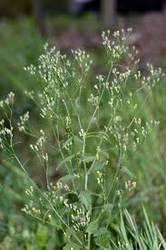 Attēlu rezultāti vaicājumam “Lapsana communis flower”