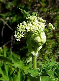 Attēlu rezultāti vaicājumam “Heracleum”