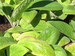 Attēlu rezultāti vaicājumam “Symphytum officinale leaf”