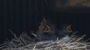 Attēlu rezultāti vaicājumam “Motacilla alba nest”