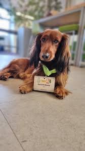 Image result for ton roosendaal