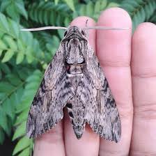 Attēlu rezultāti vaicājumam “Agrius convolvuli”