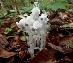 Image result for ギンリョウソウ