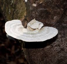 Attēlu rezultāti vaicājumam “Trametes suaveolens”