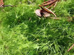 Attēlu rezultāti vaicājumam “Dicranodontium denudatum”