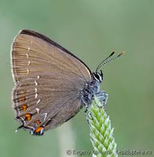 Attēlu rezultāti vaicājumam “Satyrium ilicis underside”