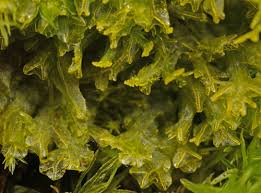 Attēlu rezultāti vaicājumam “Metzgeria violacea”