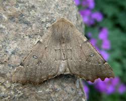 Attēlu rezultāti vaicājumam “Odontopera bidentata”