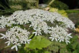 Attēlu rezultāti vaicājumam “Heracleum sosnowskyi flower”