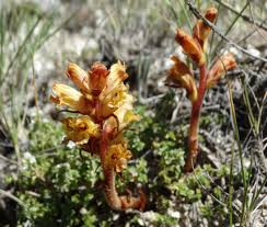 Attēlu rezultāti vaicājumam “Orobanche elatior flower”