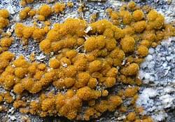 Attēlu rezultāti vaicājumam “Trentepohlia sp.”