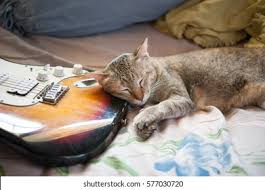 Image result for Cat sleeping in guitar