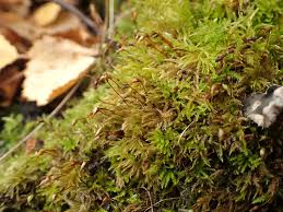 Attēlu rezultāti vaicājumam “Eurhynchiastrum pulchellum”