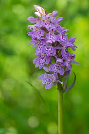 Attēlu rezultāti vaicājumam “Dactylorhiza majalis subsp. baltica flower”